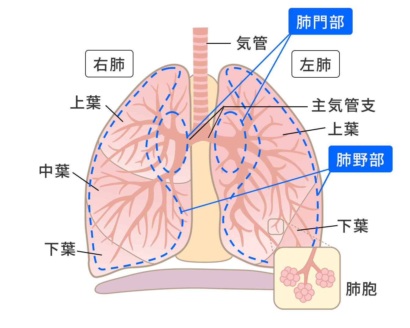 肺のかたちと機能