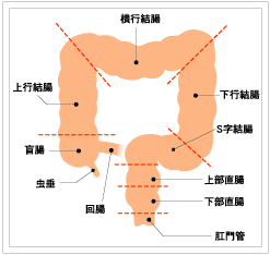 大腸の構造図