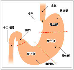 胃の構造図