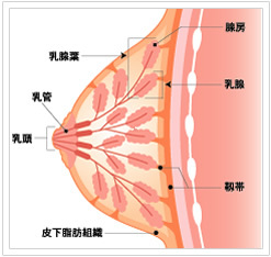 乳の構造図