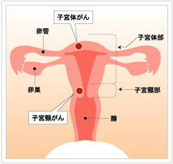 子宮の構造図